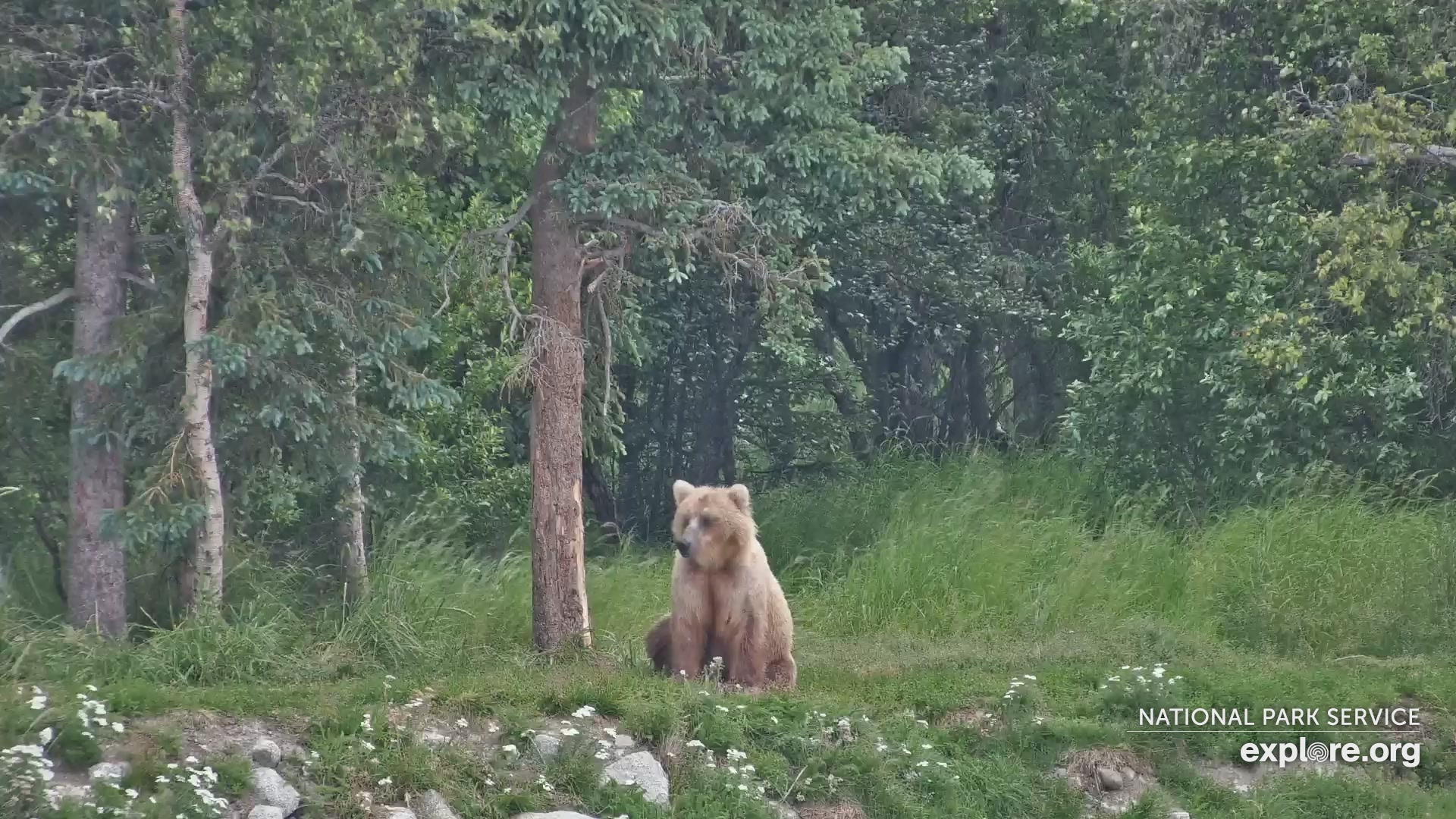 Katmai Bears